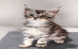 Maine Coon cats for sale: TICA registered Giant Maine coon   - Image 3