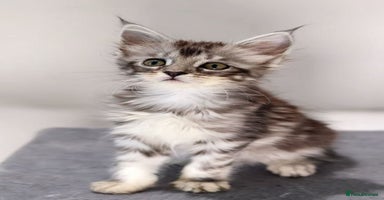 Maine Coon cats - Advert 3