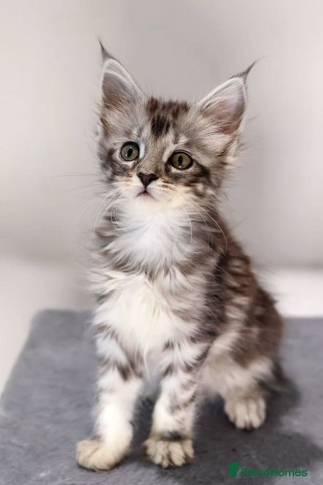 Maine Coon cats for sale: TICA registered Giant Maine coon   - Image 3
