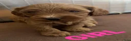 Cockapoo dogs for sale: Cockapoo Puppies - Advert 5