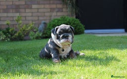 English Bulldog dogs for sale: *REDUCED* English Bulldog Puppies - Image 6
