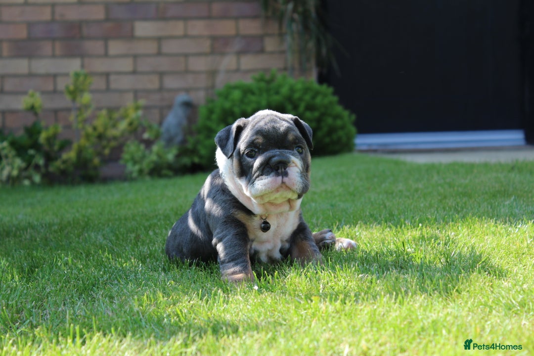 English Bulldog dogs for sale: *REDUCED* English Bulldog Puppies - Image 6