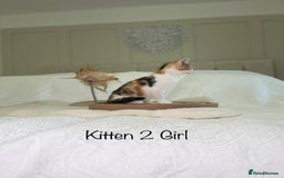 Mixed Breed cats for sale: Kittens 8 weeks old ready now  - Advert 9