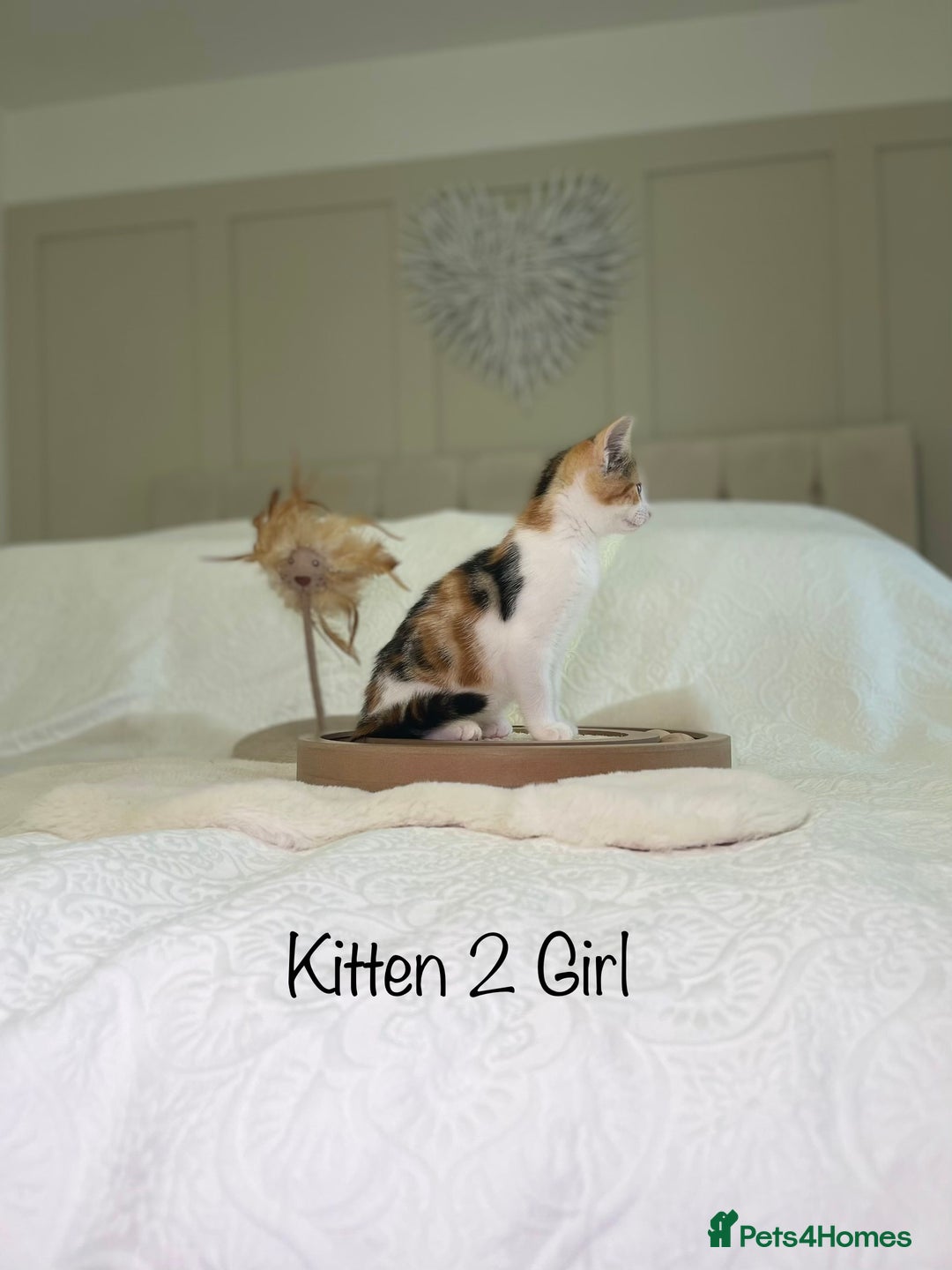 Mixed Breed cats for sale: Kittens 8 weeks old ready now  - Advert 9