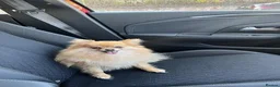 Pomeranian dogs for sale: Looking for a loving and new home for Lala in Edinburgh - Advert 3