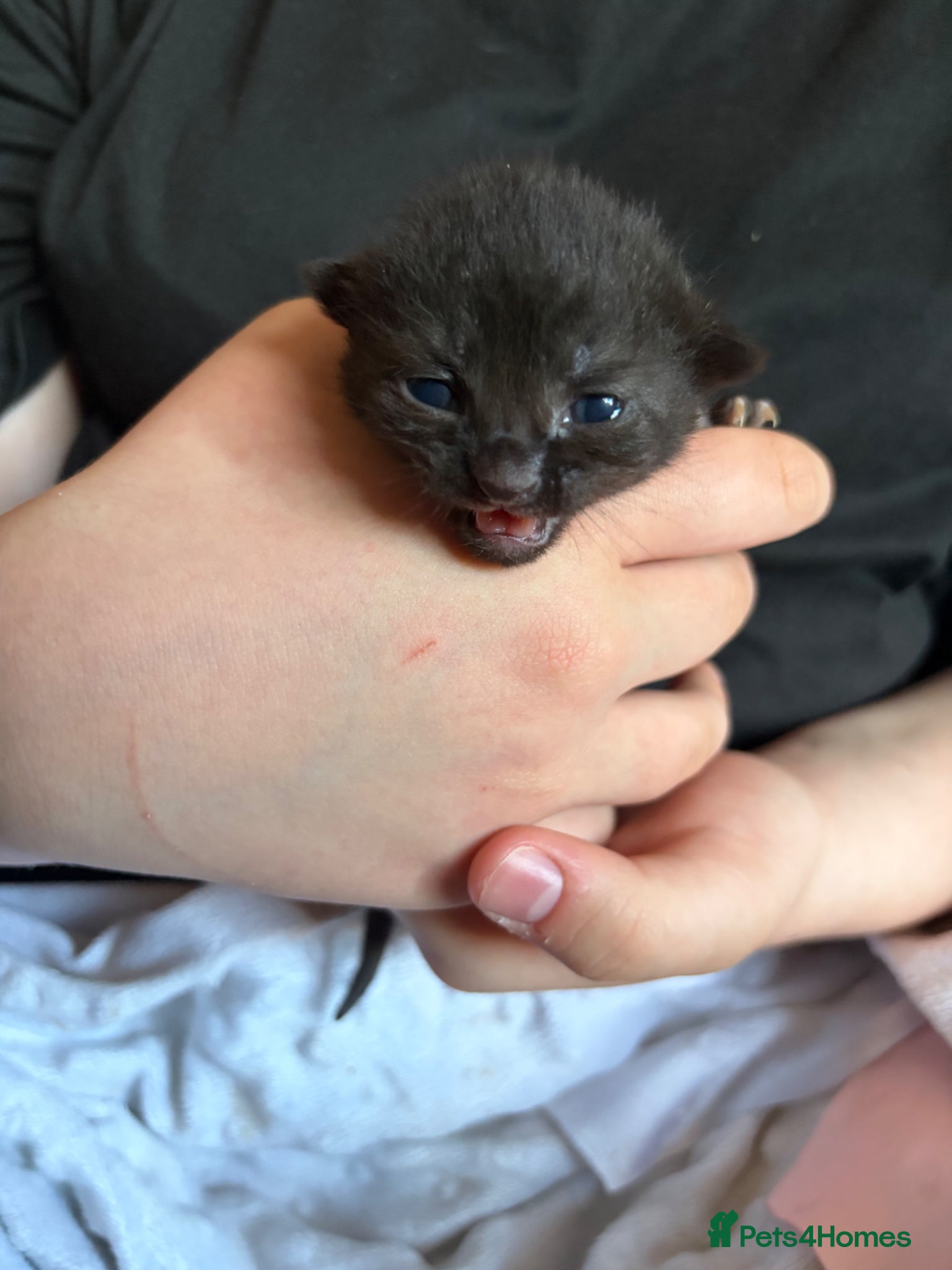 Mixed Breed cats for sale: 3 Tuxedo Kittens - Advert 5