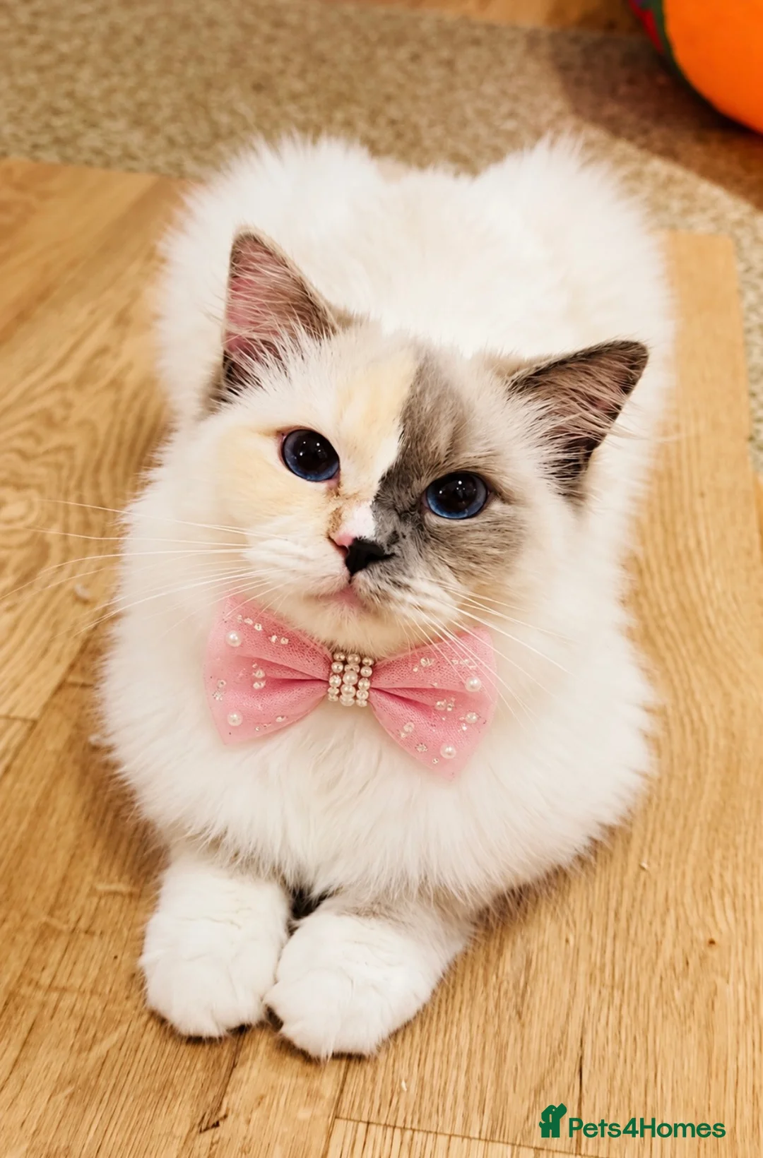 Ragdoll cats for sale: 💕Two beautiful GCCF ragdolls 💕 - Advert 2
