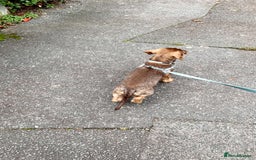 Dachshund dogs for sale: Wirehaired dachshund for sale - Image 3