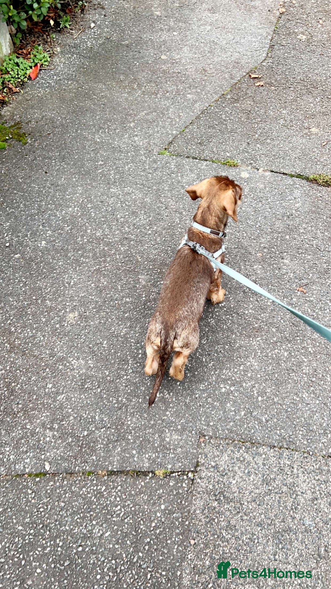 Dachshund dogs for sale: Wirehaired dachshund for sale - Image 3