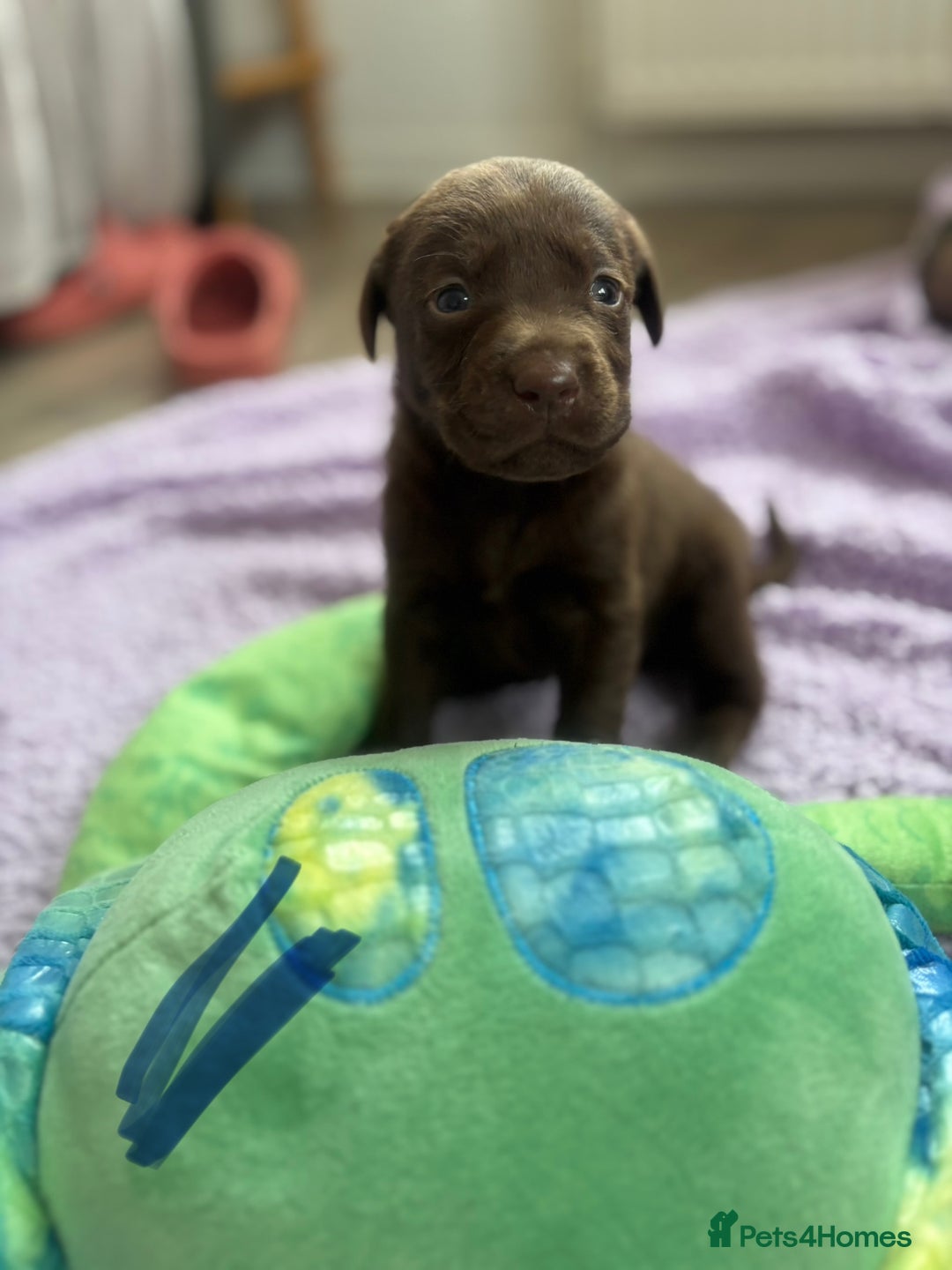 Labrador Retriever dogs for sale: KC Labrador puppies - Image 12