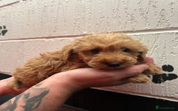 Schnoodle dogs for sale: Beautiful Schnoodle puppys - Image 10