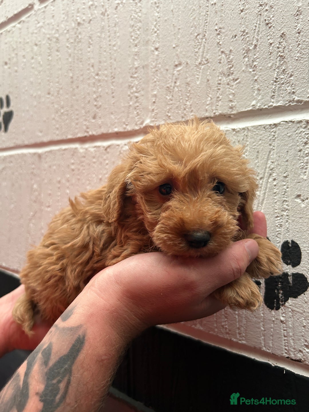 Schnoodle dogs for sale: Beautiful Schnoodle puppys - Image 10