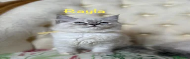 Rayla