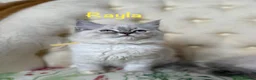 Perdoll cats for sale: ⭐️READY Now⭐️ Perdoll kittens  - Advert 14