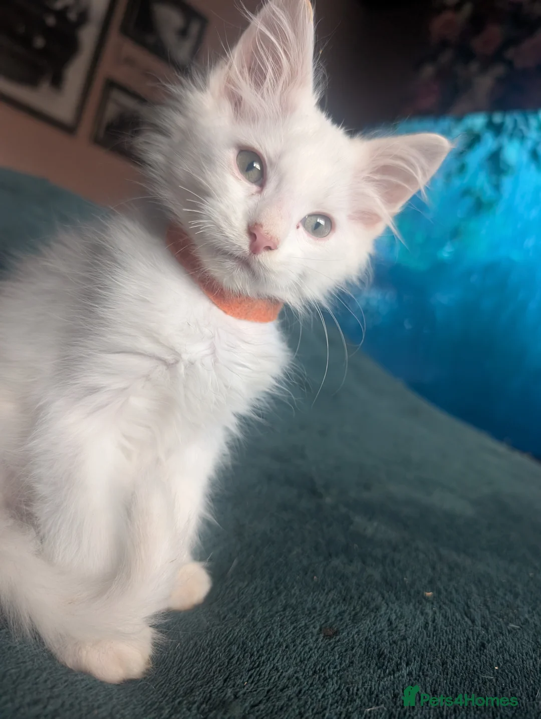 Maine Coon cats for sale: Beautiful Maine coon babies - Advert 1