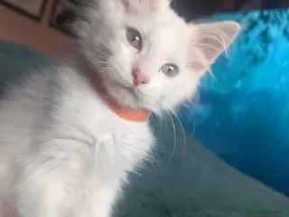 Maine Coon cats Beautiful Maine coon babies - Advert 12