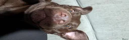 Labrador Retriever dogs for sale: Milo- Chocolate Labrador full of love - Advert 4