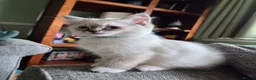 Ragdoll cats for sale: 2 TICA registered Ragdoll Kitten South Lanarkshire - Advert 2