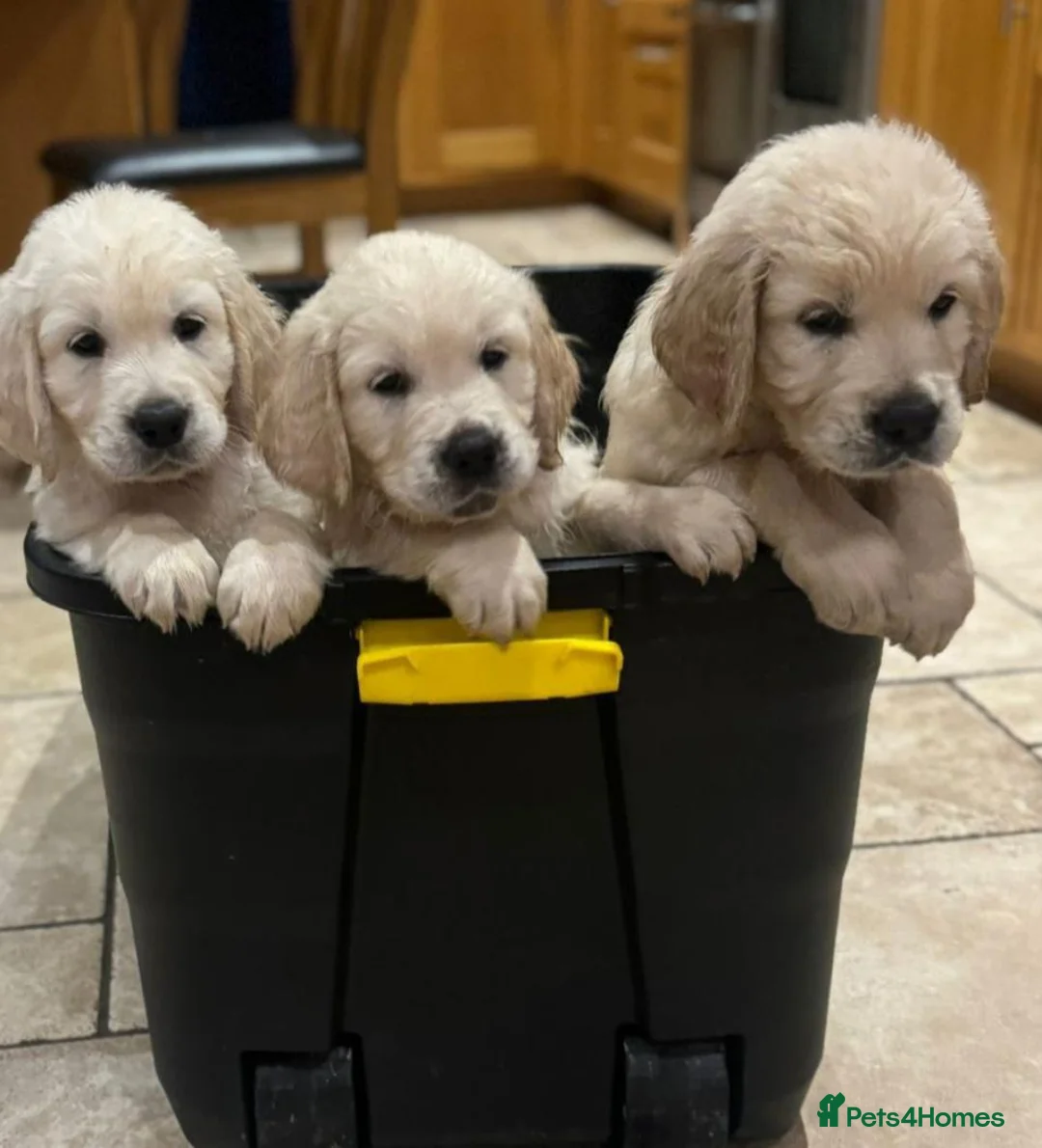 Golden Retriever dogs for sale: Stunning Goldie's looking for there forever homes - Advert 2