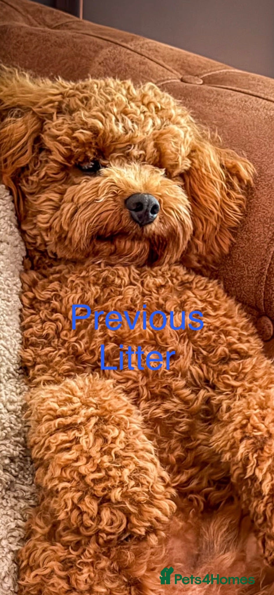 Mixed Breed dogs 🌟 Stunning Cavapoochon Puppies 🌟 - Advert 1