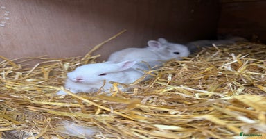 Lionhead rabbits - Advert 11