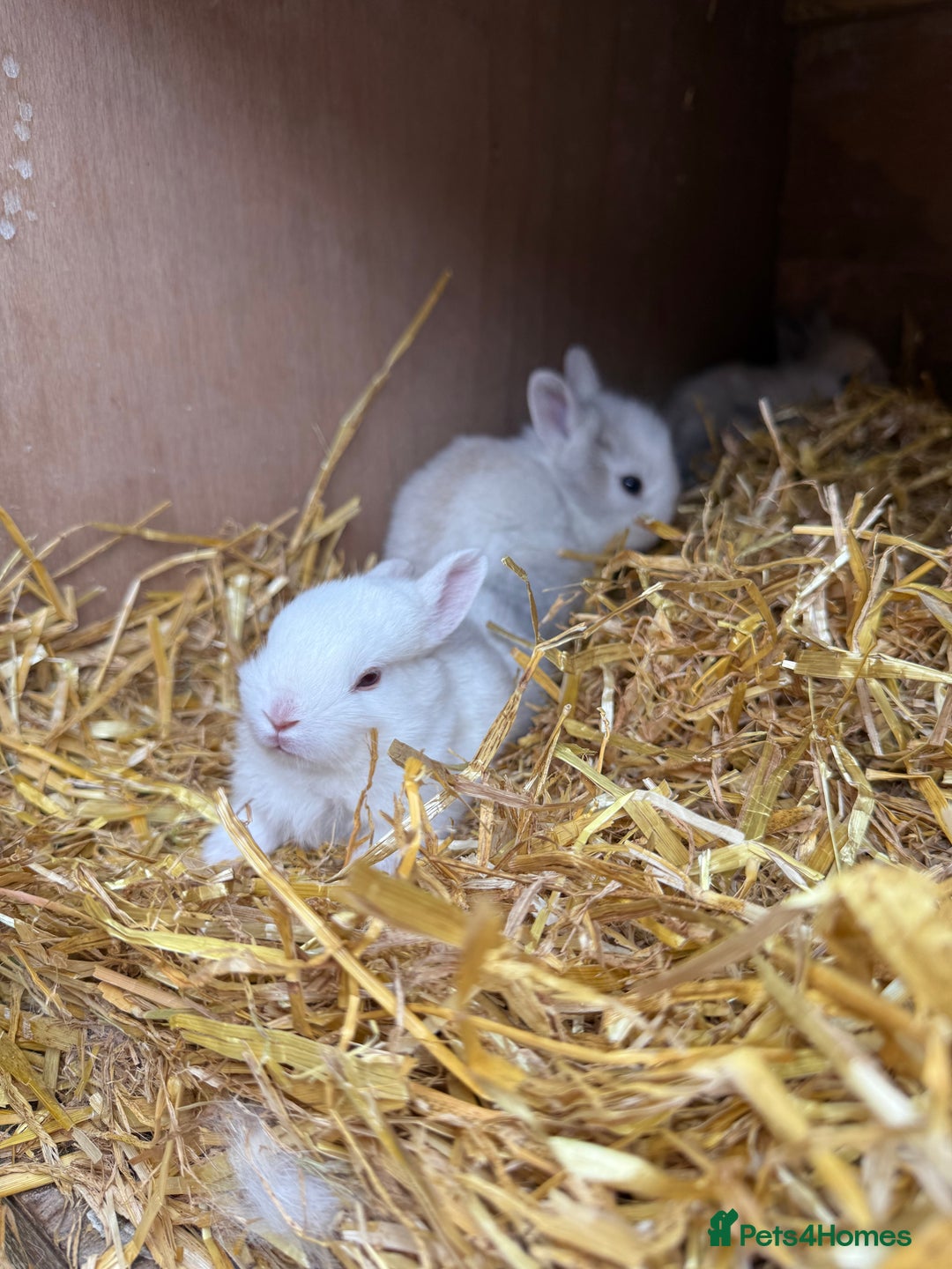 Lionhead rabbits for sale: 4x beautiful lion head bunnies for sale - Image 2