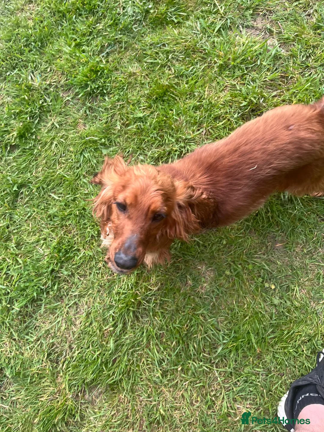 Cocker Spaniel dogs for sale: 1 year old roxy  - Advert 2