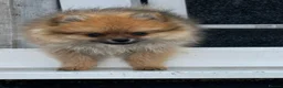 Pomeranian dogs for sale: Tiny Pomeranian Puppies🏡👀  - Advert 8