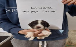 Sprocker dogs for sale: Sprocker ( Springer x Cocker ) pups for sale - Image 20