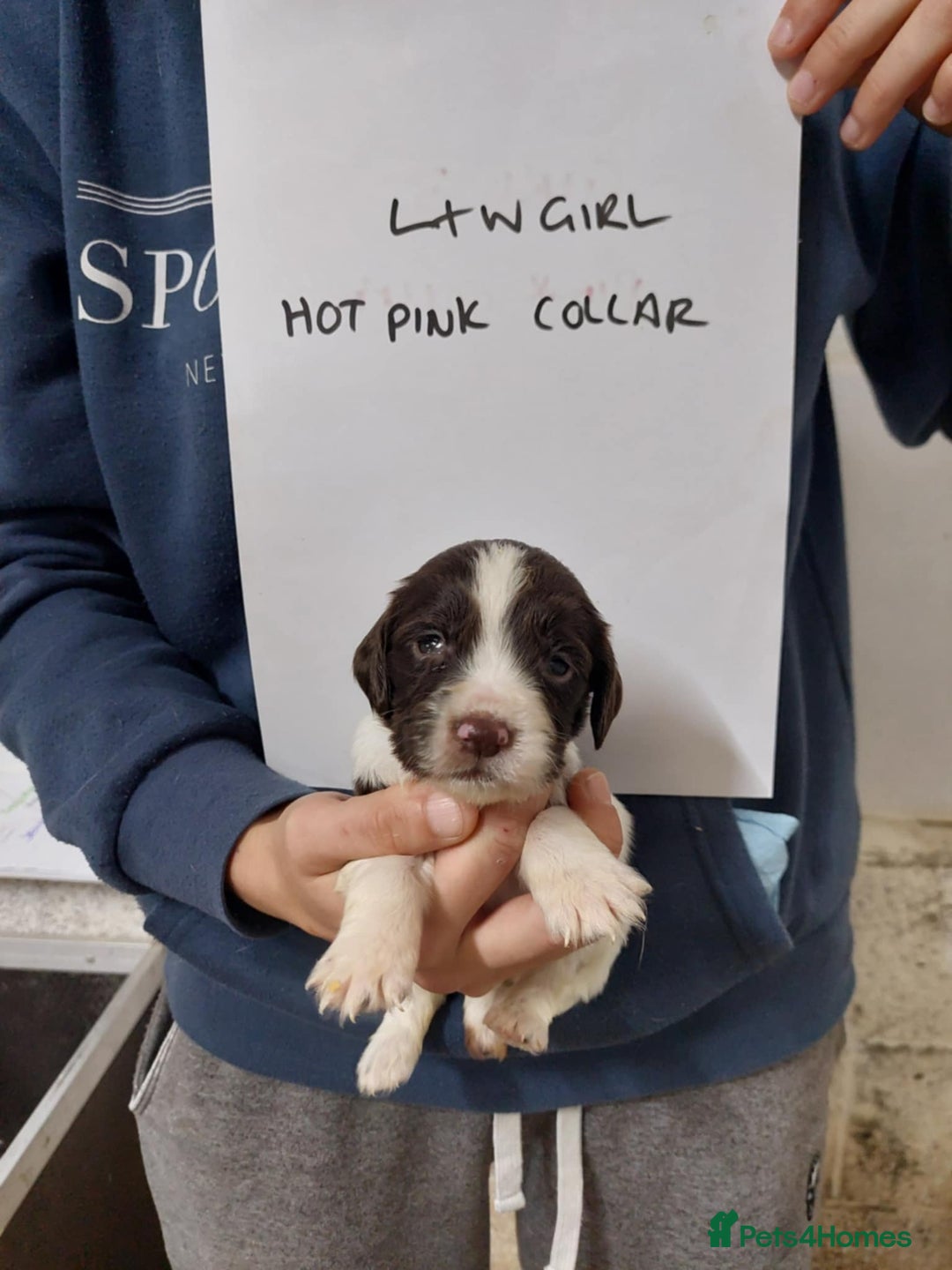 Sprocker dogs for sale: Sprocker ( Springer x Cocker ) pups for sale - Image 20