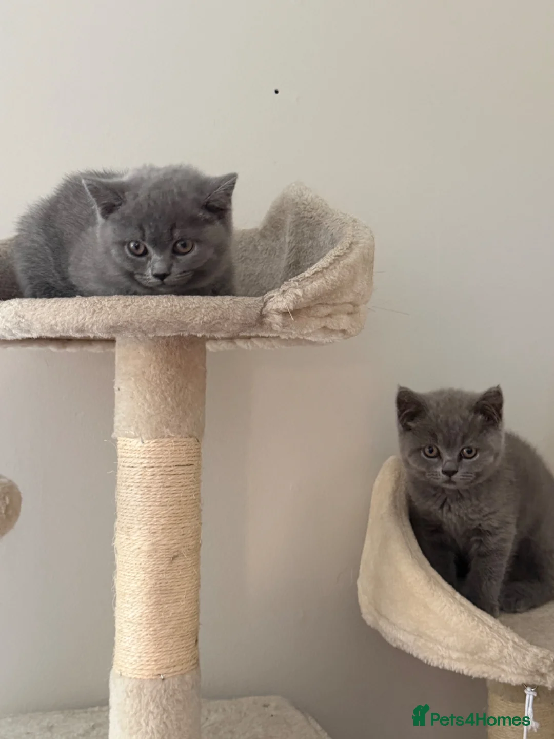 British Shorthair cats for sale:     Beautiful British Shorthair Kittens - Advert 2