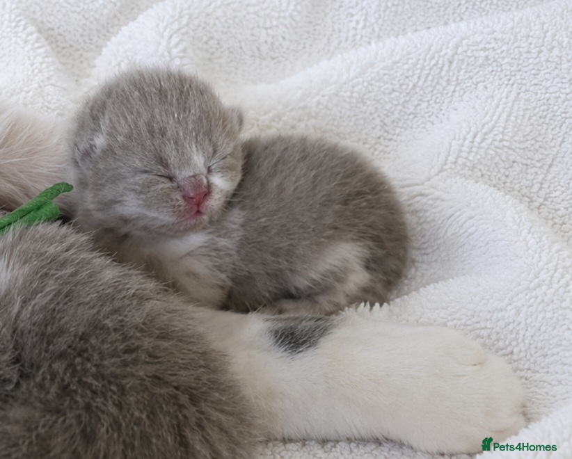 British Shorthair cats 🌟Exceptional quality British shorthair kittens🌟  - Advert 2