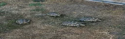 Tortoise reptiles for sale: 6 x spur thighed  1 x migrated - Advert 12