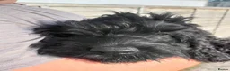 Cockapoo dogs for sale: Fabulously Fluffy Cockalier-a-Poo Puppies - Advert 2