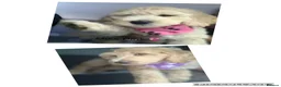 Double Doodle dogs for sale: Labradoodle  - Advert 1