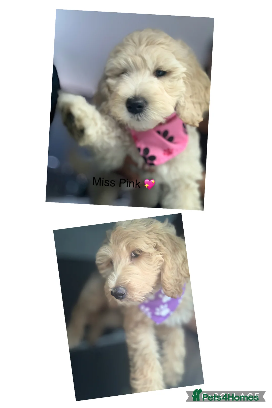 Double Doodle dogs for sale: Labradoodle  - Advert 1