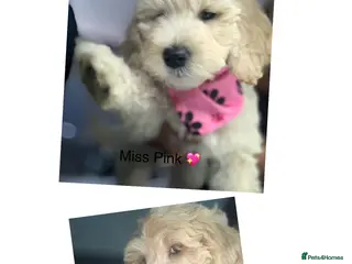 Double Doodle dogs Labradoodle - Advert 8