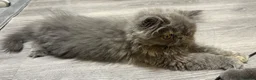Persian cats for sale: Beautiful Persian Girl  - Advert 6