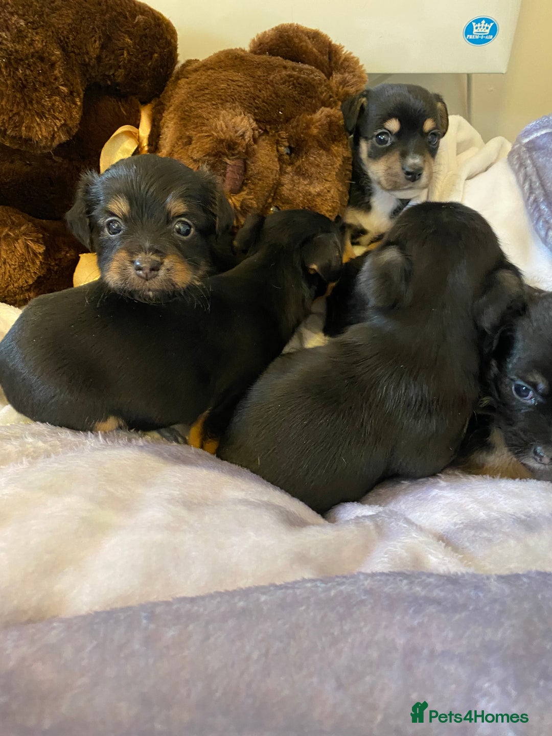 Jack Russell dogs for sale: Beautiful jacket Russell puppies for sale  - Advert 4