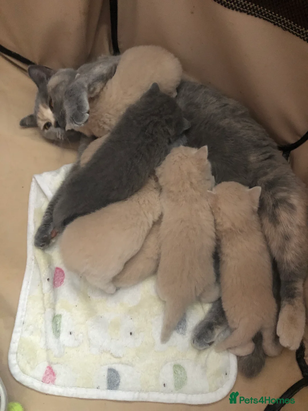 British Shorthair cats for stud: Stud only, Stunning Bsh Cream stud  in Cardiff - Advert 4