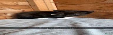 Grey collar 