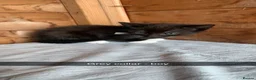 Mixed Breed cats for sale: Kittens looking for loving homes - Advert 7