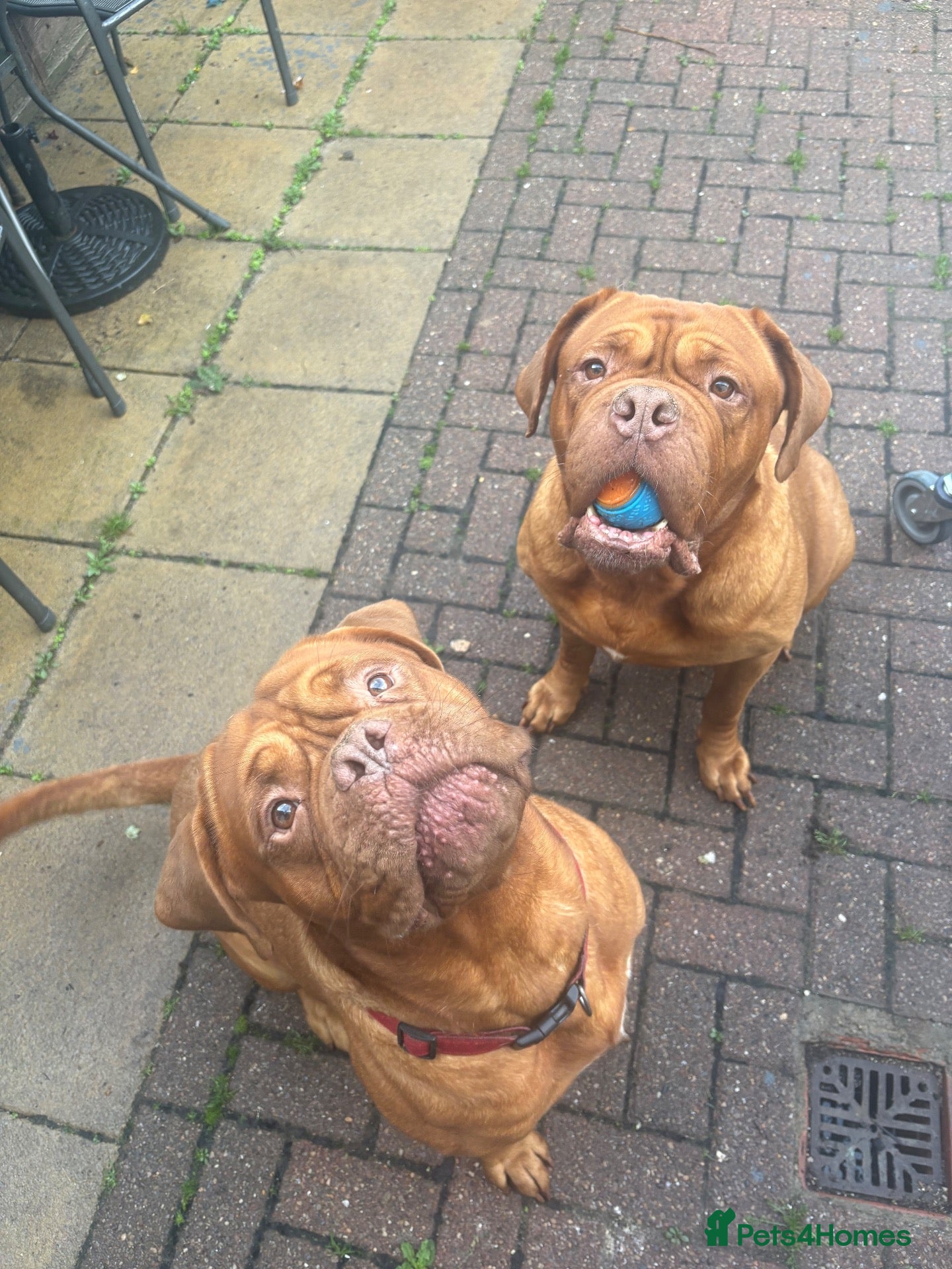 Dogue De Bordeaux dogs Champion bloodline Kc registered Dogue De Bordeaux - Advert 5