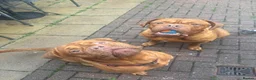 Dogue De Bordeaux dogs for sale: Champion bloodline Kc registered Dogue De Bordeaux - Advert 1