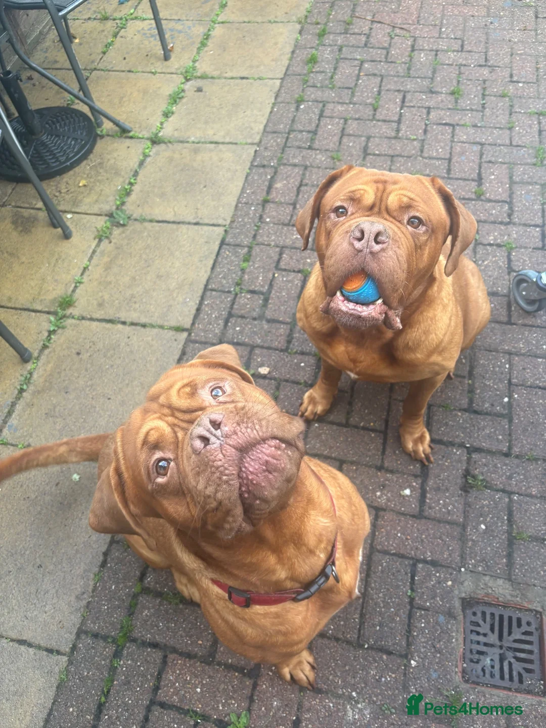 Dogue De Bordeaux dogs for sale: Champion bloodline Kc registered Dogue De Bordeaux - Advert 1