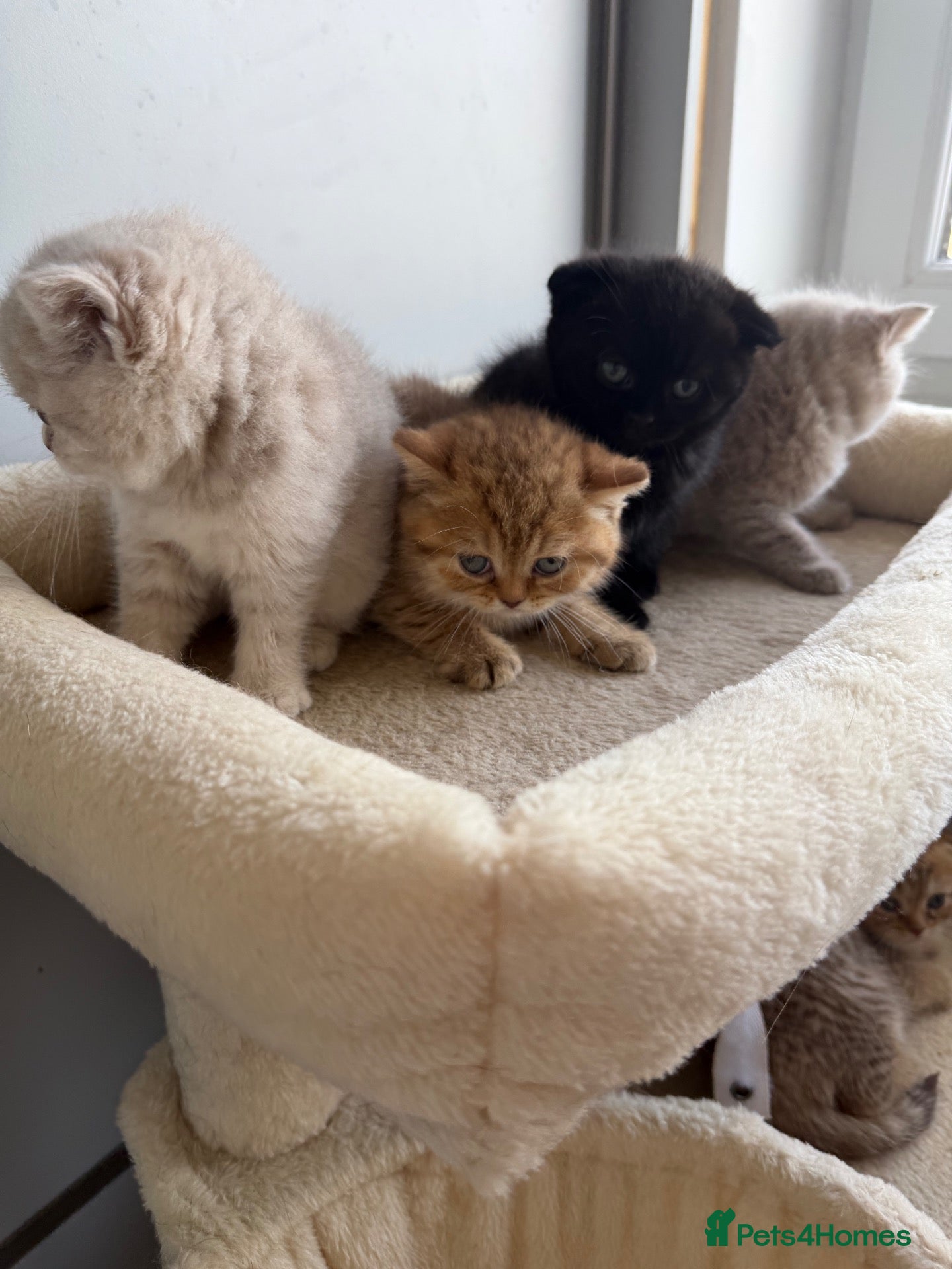 Scottish Fold cats Exceptional litter of Scottish fold/ straight😍😍 - Advert 1