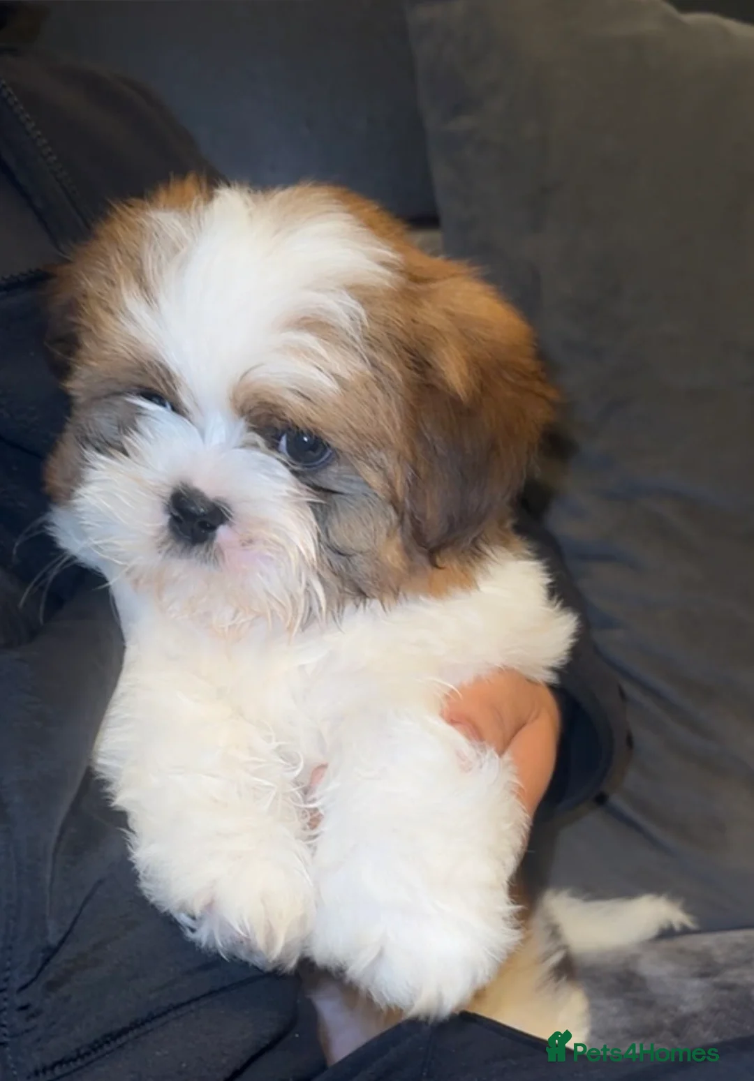 Shih Tzu dogs for sale: Mailo - Advert 1