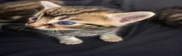 Bengal cats for sale: Bengal Kittens Looking for Their Forever Homes  - Advert 13