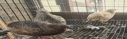 Quail poultry for sale: Jumbo Coturnix Quails and Fertile eggs for sale - Advert 4