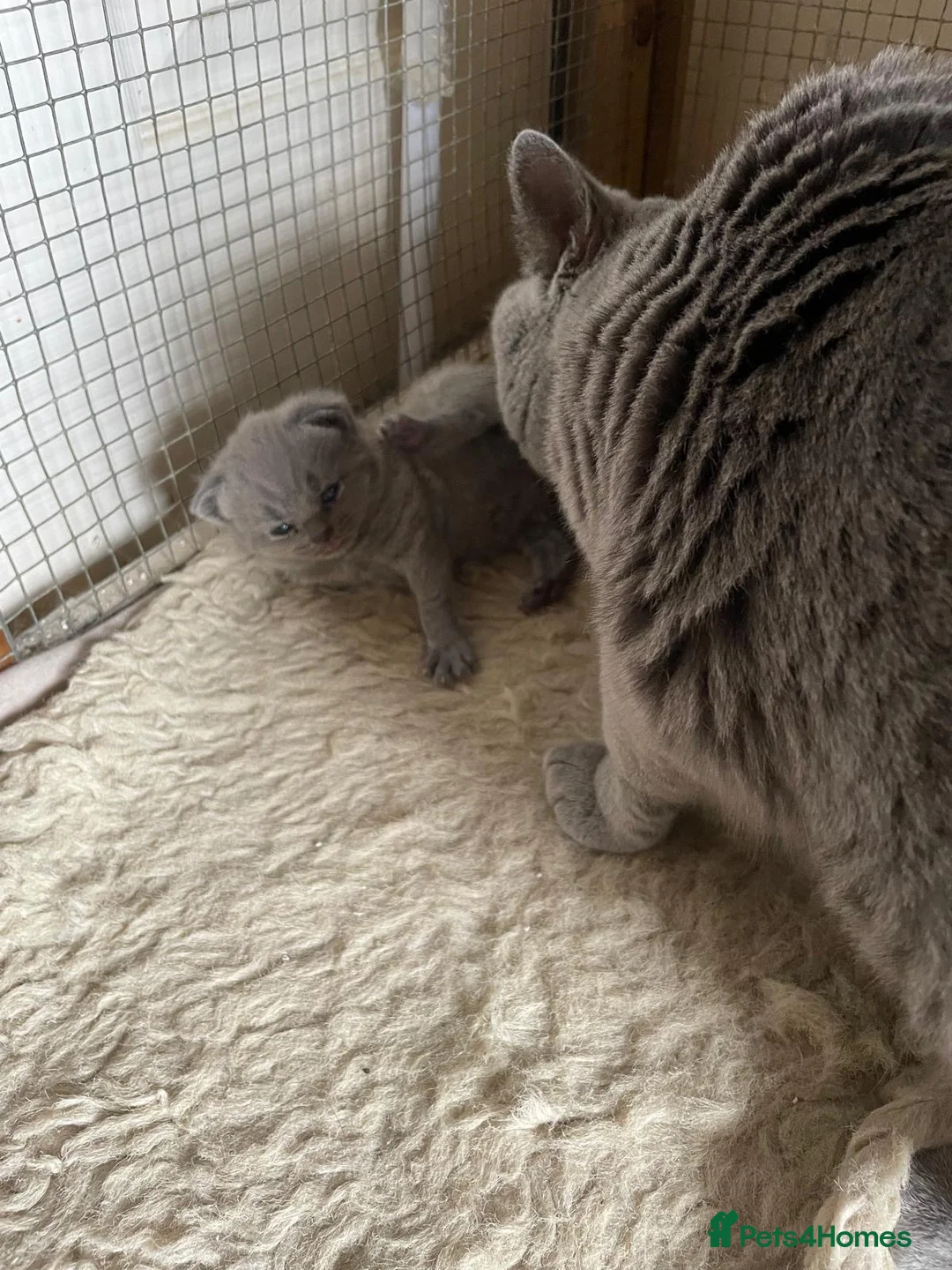 British Shorthair cats for sale: British Shorthair Blue Male GCCF registered - Advert 10